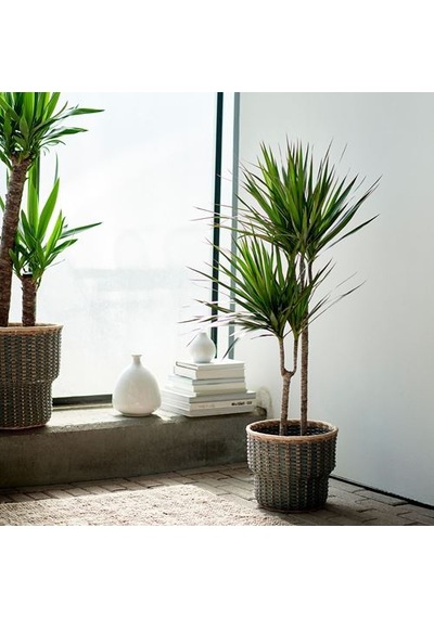 Ikea Dracaena Margınata Canlı Bitki, Yeşil, 19 Cm, 2 Dal Dragon Ağacı