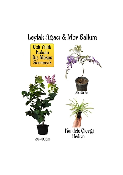 Yoğun Kokulu Leylak Ağacı Fidanı+mor Salkım Ağacı Fidanı Kurdele Çiçeği Peyzaj Seti