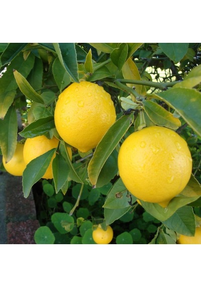 Tüplü Aşılı Bol Sulu Verimli Mayer Limon Fidanı