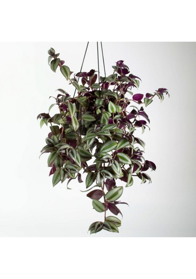 Dönmez Çiçek Telgraf Çiçeği Askılı Saksı Tradescantia Zebrina Çiçeği