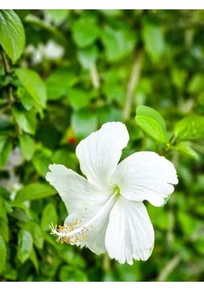 1 Adet Beyaz Japon Gülü Çiçeği Fidanı 20-40 Cm Tüplü Çiçekli Bodur Bitki Whıte Japanese Rose