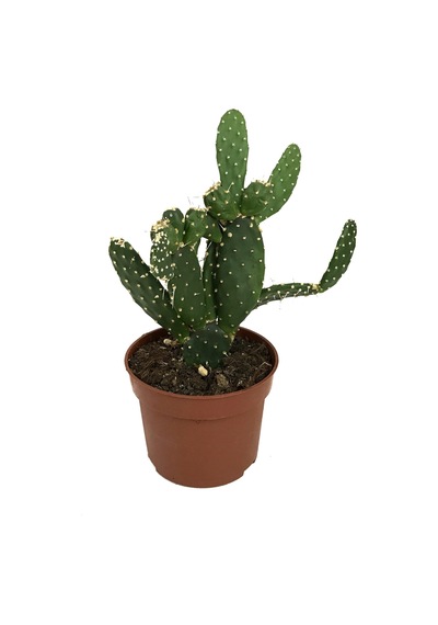 Opuntia Bergeriana (Kaktüs) Ø10,5 CM Y20-25 CM