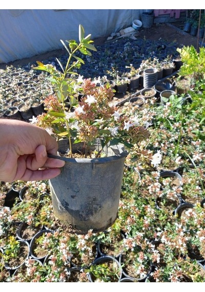Abelya Çeçeği güzellik Çalısı 30-40 Cm Abelia Chinensis