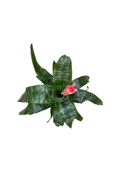 Aechmea Fasciata (Kupa Çiçeği) Ø12 CM Y35-40 CM