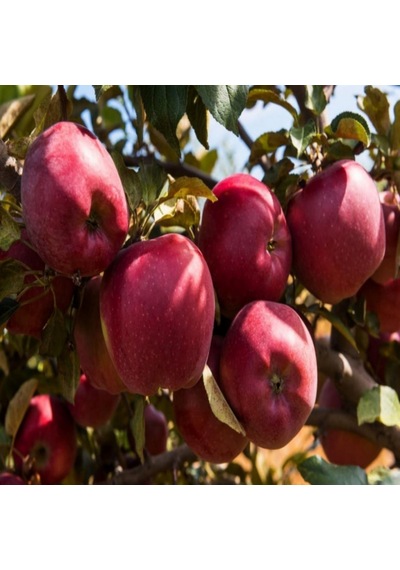 Starkrimson Elma Fidanı 2 Yaş 100-120 Cm