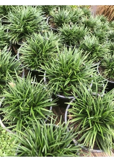 Osmanlı Çimi -ophiopogon Japonicus - 45 Adet