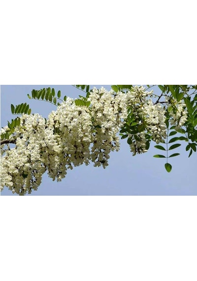 3 Yaş Sophora Ağacı