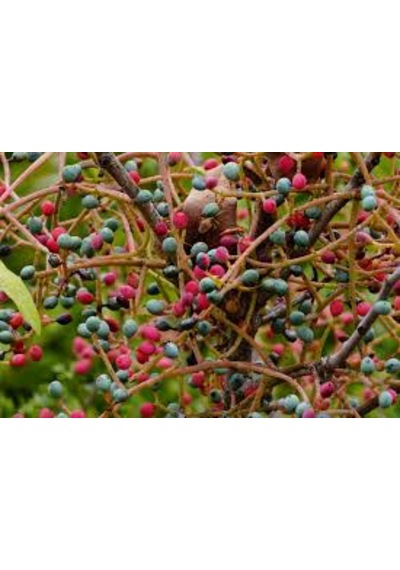 Çitlembik Menengiç Pistacia Terebinthus Fidanı 1-2 Yaş