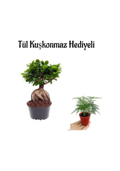 Hediyelik Bonsai Bitkisi Anneler Gününe Özel Tül Kuşkonmaz