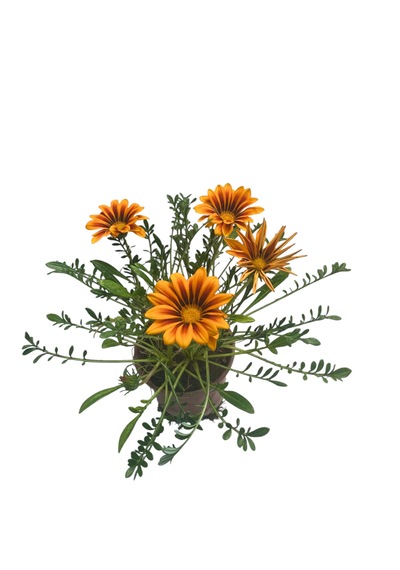 Gazanya Çiçeği/ Gazania Rigens Saksılı 30-50cm 2 Adet Çiçeksiz