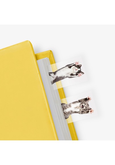 Mustard Cat İn a Book