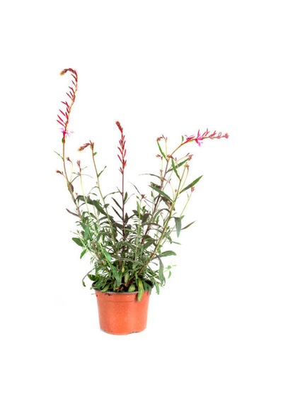 Çok Avantajlı Viburnum Kartopu+ Gaura Çiçeği 2'li Set Dış Mekan Bitkisi