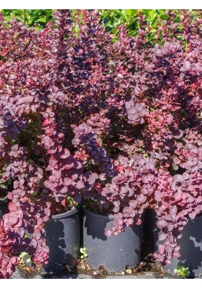 Roket Berberis Fidanı 1 Adet Saksılı 40- 60 Cm Bahçe Çit Bitkisi Vendita Pianta