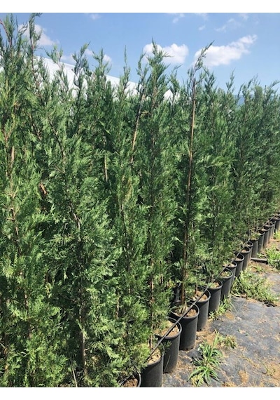 Videolu Bol Yapraklı 5 Adet Leylandi Fidanı Tüplü\saksılı 10-25cm Leyland Sapling