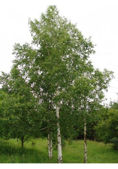 Huş Ağacı Fidanı Betula Pendula - Estetik Peyzaj Ağacı