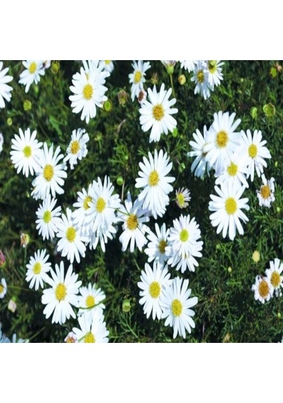 White Splendour Brachycome Çiçeği Tohumu 200 Tohum