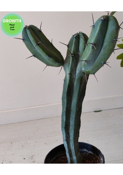 Blue Myrtle İki Kollu Kaktüs 1 Adet