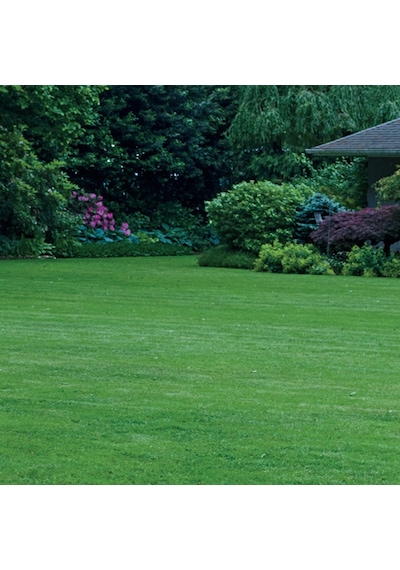 7 Günde Çimlenen GRass Seed 6’Lı Karışım Çim Tohumu 10 KG