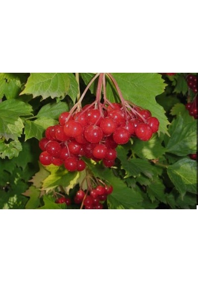 Salkım Girebolu Fidanı