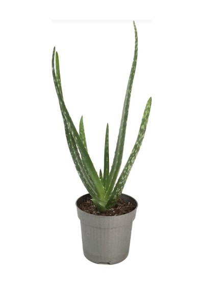Canlı Aloevera Bitkisi 15cm
