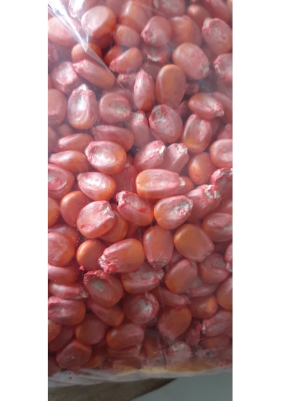 Kolukısa Vtarım Erkenci Süt Mısır Tohumu--1kg
