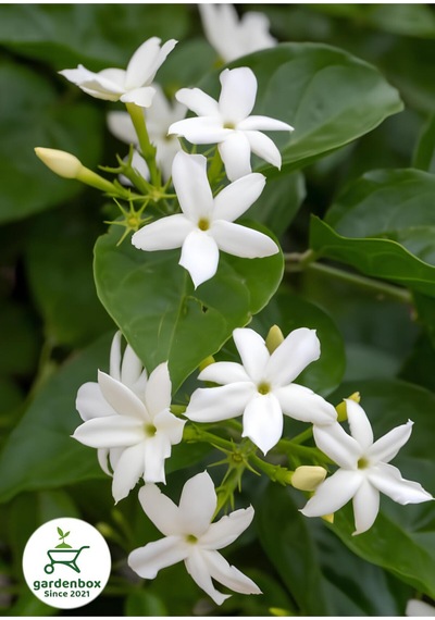 Kokulu Sarmaşık Ful Yasemin Çiçeği 1 Adet Saksılı/tüplü 30-60cm Jasminum