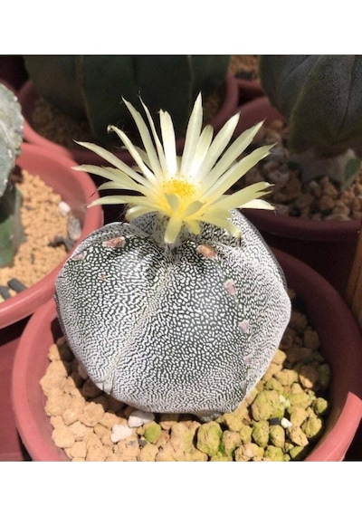 10 Adet Astrophytum Myriostigma V. Kaktüs Tohumu