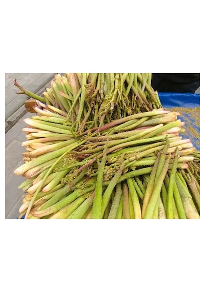 Selkur Işkın, Yayla Muzu, Işkın Otu, Dağ Muzu 1kg