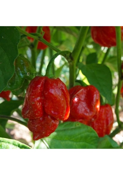 Trınıdat Moruga Scorpıon Tohumu