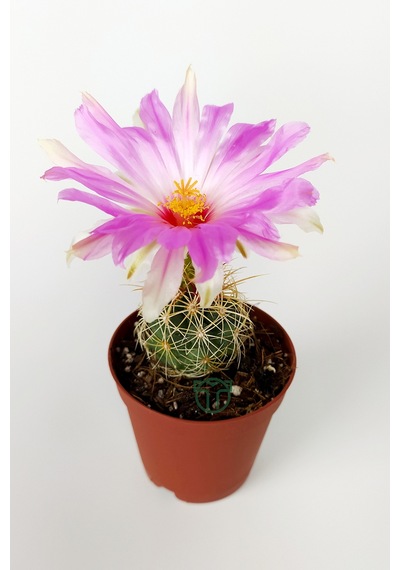 Thelocactus Bicolor Özel Tür Kaktüs 5.5 Cm Saksıda