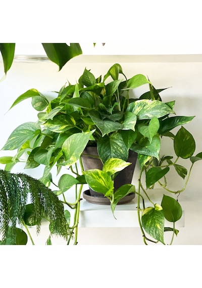 Salon Sarmaşığı Pothos -  Ev Ofis Bitkisi