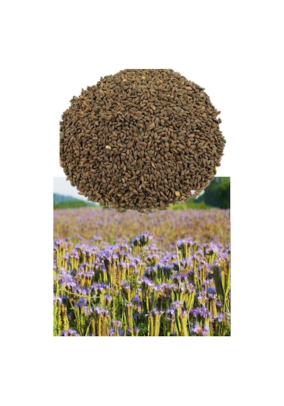 Avrasya Arıcılık Arı Otu Tohumu Faselya 100 Gr