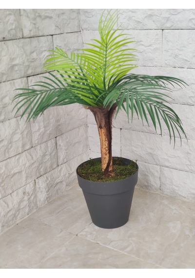 Tek Gövde Lüks Palmiye Sıkas Ağacı Kabuklu 80 Cm