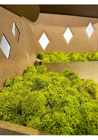 Reindermoss Şoklanmış Norveç Yosunu Terarium Yosunu Lime Green 500 Gr.