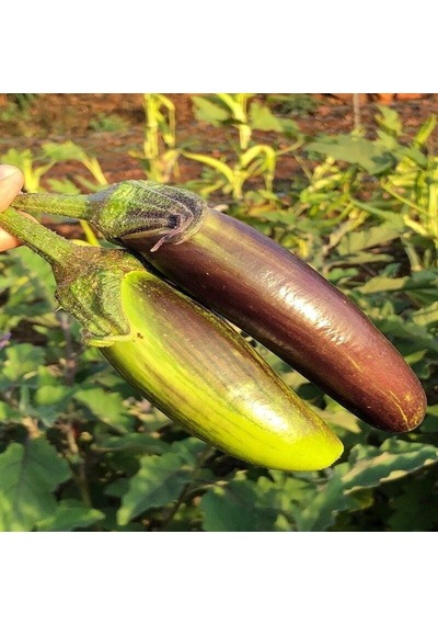 Bangladeshi Long Patlıcan Tohumu 15 Tohum 1 Set