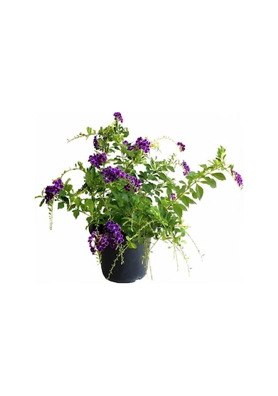 Mor Ağaç Menekşesi Duranda 1 Adet Saksılı 40-60cm Purple Duranta