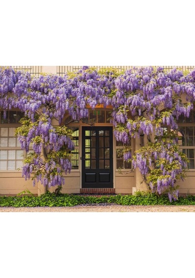 Mor Salkım 'wisteria Sinensis' / 100-120 Cm Sarılıcı Çiçekli Bitki