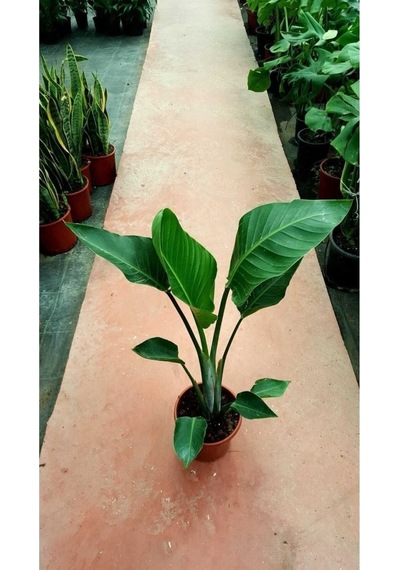 Starliçe Cennet Kuşu Strelitzia Nicolai Orta Boy 30-60 Cm