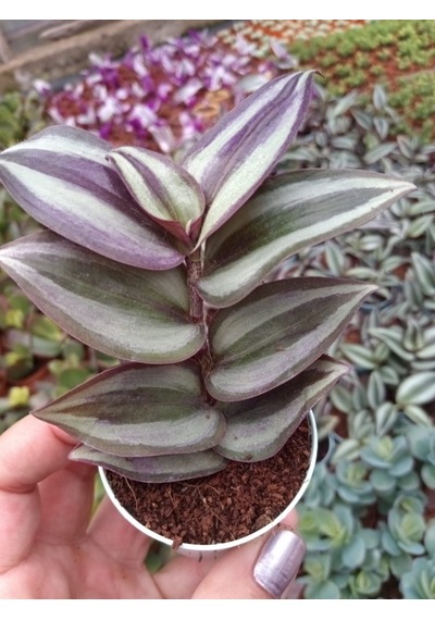 Telgraf Çiçeği Fidanı Kara Sevda Çiçeği 10-20 Cm