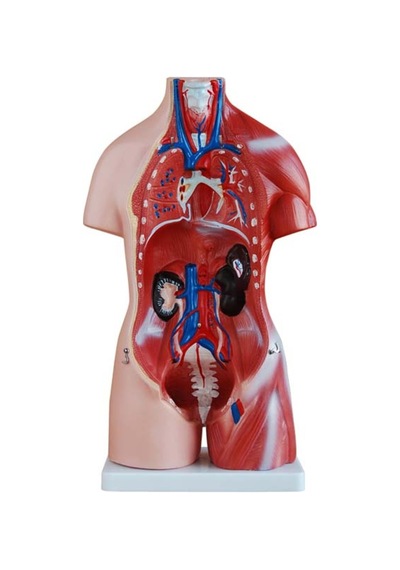 Kaslı Insan Anatomi Maketi. 45 Cm. 23 Parçalı