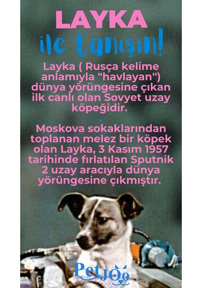 Petjoo 22.Layka Mavi-Pembe Qr'lı Köpek Künyesi