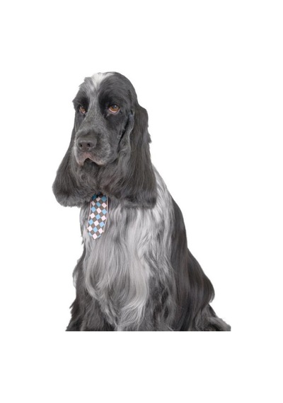Show Tech Kedi Köpek Damalı Kravat Aksesuar 10 Adetli Paket