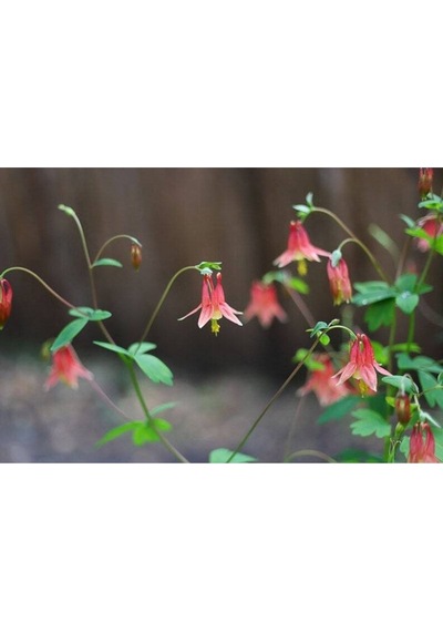5 Adet Native Wild Columbine Tohumu