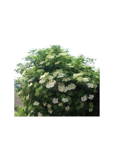 Mürver Fidanı - Patlangıç - Sambucus Nigra - Kara Mürver Fidanı 2Lt