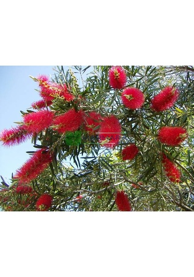 Fırça Çalısı Callistemon Leavis