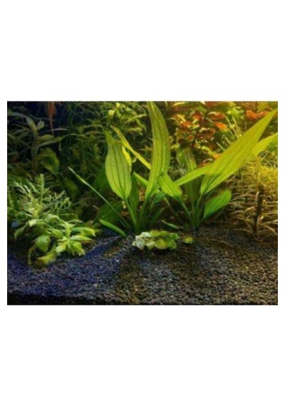Akvaryum Kumu 25 Kg.siyah Kum.bitki Kumu 25 Kg 2-3 Mm