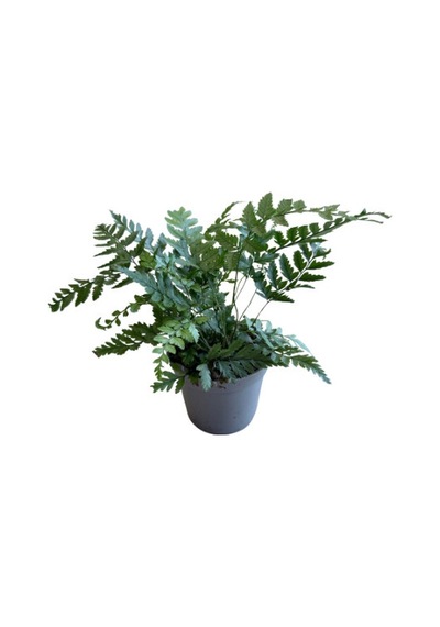 Polystichum Tsussimense Eğrelti Otu