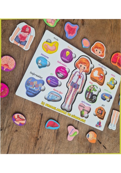 Bedenimi Öğreniyorum İç Organlarımız Ve Görevleri Puzzle Bul - Tak