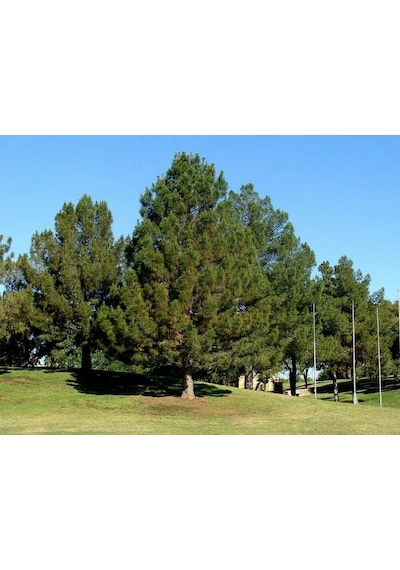 Elder Çamı Fidanı 3 Adet - Pinus Elderica 30-40 Cm