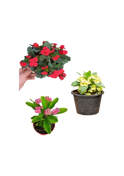 Videolu Pembe Sarı Kırmızı 3 Adet Milli Dikenler Tacı Çiçeği Fidanı 15-30cm Saksılı Europhia